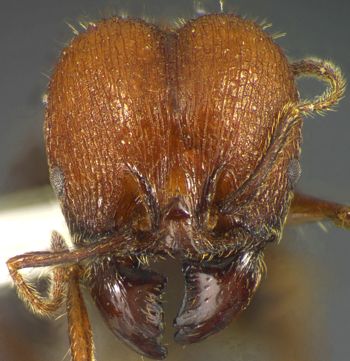 Media type: image;   Entomology 34220 Aspect: head frontal view